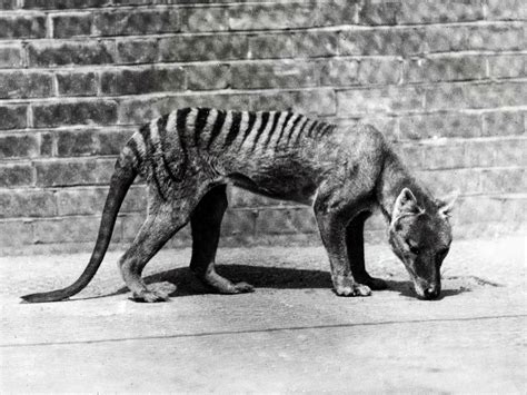 Most of the wild potential effects of reintroducing a species needs to be fully understood before these animals. The Tasmanian tiger becomes extinct | Art and design | The ...