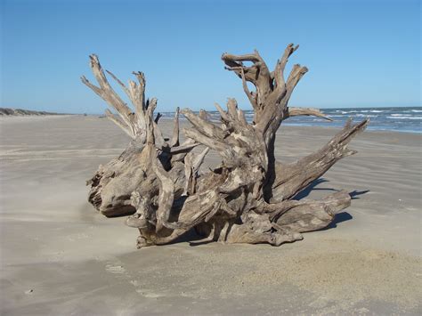 Driftwood On The Seashorewanted To Take It Home Seashore Beach