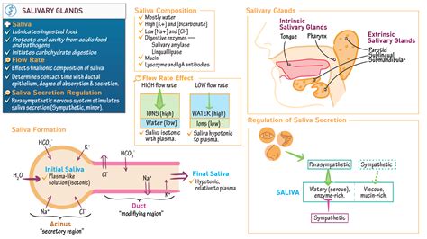 Mcat Biology And Biochemistry Salivary Glands Draw It To Know It