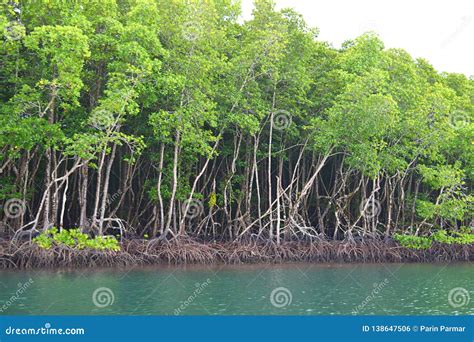 Row Of Mangrove Trees In Forest And Water Green Earth Baratang