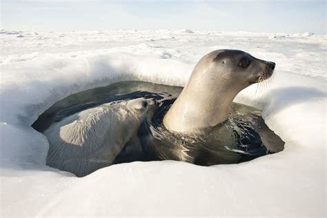 A Greenland Seal And Its Pup Peaking Out Animals And Pets Baby