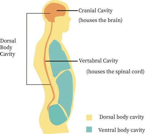 Body Cavities Bartleby