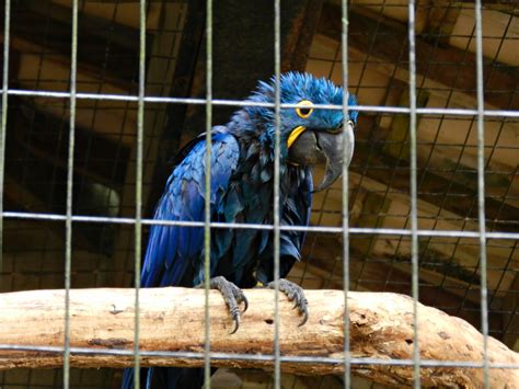 Hyacinth Macaw Zooparque Itatiba Zoochat