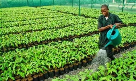 10 Agro Based Industries In Nigeria Legitng