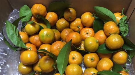 Kiat Kiat Orange Fruits Harvest Sa Pangalawang Bunga Medyo Marami