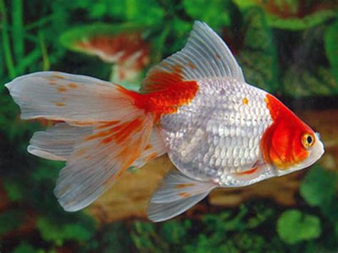 Fancy Tail Goldfish