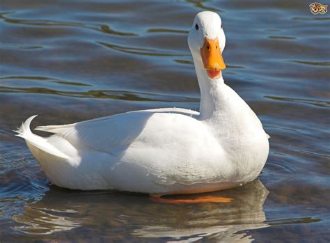 5 Duck Breeds That Are Great To Keep In The Garden Pets4homes