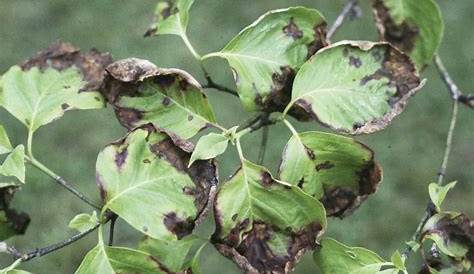 How to Identify, Treat, and Prevent Anthracnose