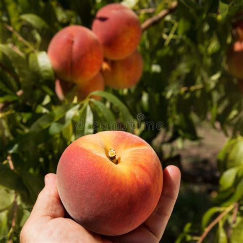 A Large Ripe Peach In A Man S Hand Against The Background Of Other