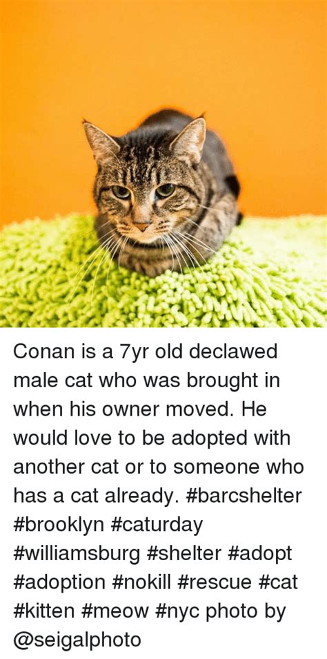 37 Conan Is A 7yr Old Declawed Male Cat Who Was Brought In When His Owner Moved He Would Love To
