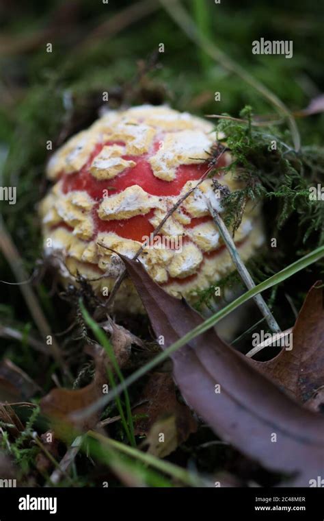 Small Fly Agaric Amanita Muscaria Emerging From The Ground Stock