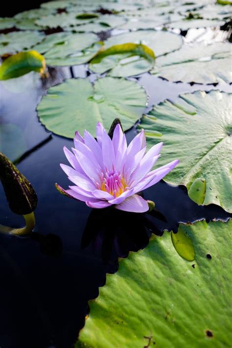 Purple Lotus Flower With Water Lilies Stock Image Image Of Beauty