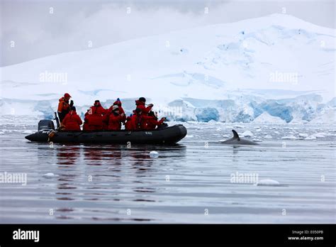 Passagiere An Bord Ein Zodiac Kreuzfahrt Auf Exkursion In Der Antarktis Beobachten Und