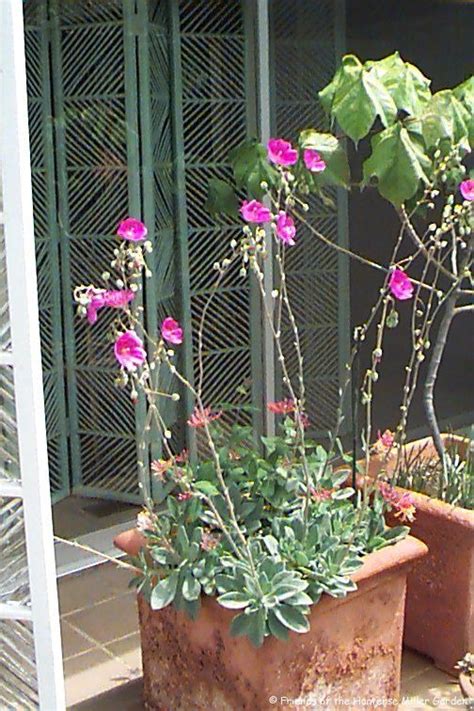 The germination period is approximately 10 days and you can begin harvesting your first crop between four to six weeks later. Pin on Daniels