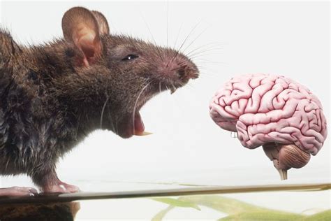 Rat Brain شبكة ابو نواف