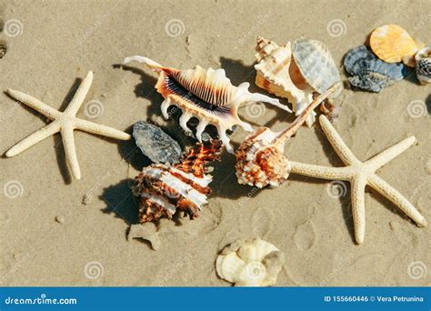 Sea Shells Starfish At Sand Beach Copy Space Stock Photo Image Of