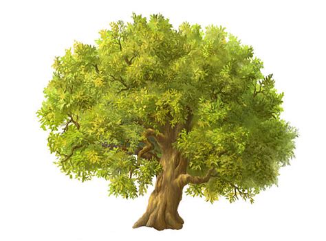 Royalty Free Oak Tree Clip Art Vector Images And Illustrations Istock