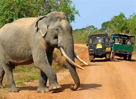 Wildlife Watching In Sri Lanka Yala National Park Where To Go When