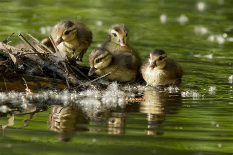 Wood Duck Babies Photograph By Mircea Costina Photography Fine Art