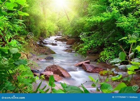 Beautiful Stream In A Green Forest Stock Image Image Of Botany