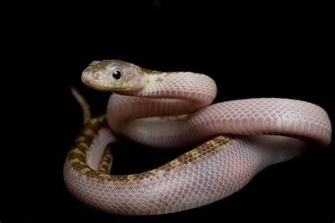 Rat Snake Morphs