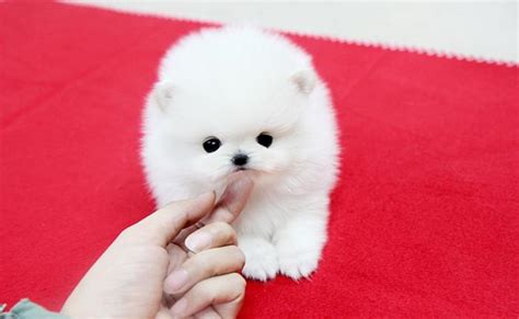 White Tea Cup Pomeranian Puppy Ready For You For Sale In Tulsa
