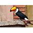 Toucan Parrot Bird Tropical 19 Wallpapers HD / Desktop And Mobile 