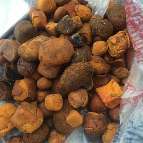 Cattle Gallstone Exporters Cattle Gallstone Selling Leads Ec21