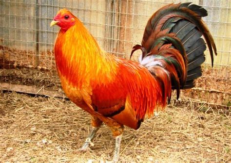 Beak fight merupakan sabung ayam pada umumnya, dimana ayam yang di adu tidak memakai taji pisau dan alat lainnya. Harga Ayam Peru Terbaru November 2020 Bulan Ini - NYONYOR ...