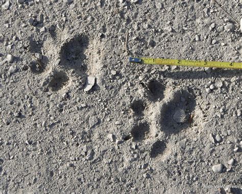 Bobcat Tracks Animal Footprints Animal Tracks Pet Signs