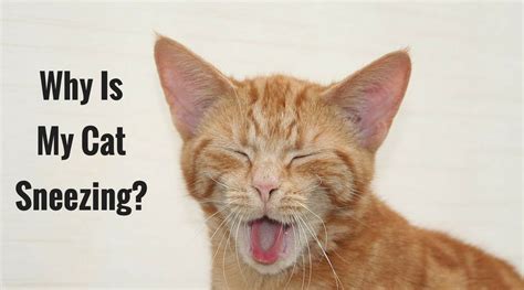 Cat sneezing can be surprisingly difficult to diagnose, for several reasons. Why Is My Cat Sneezing? - Cool Cat Tree House