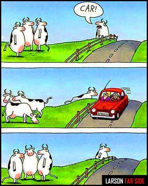 The Farside Cows To This Day When Im Driving And See Cows I Think