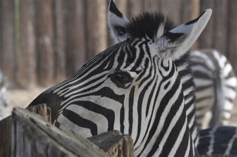 Plains Zebra Plains Zebra Wildlife World Zoo And Aquarium Flickr