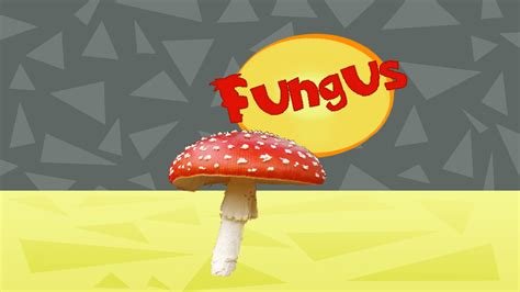 Fungus Rsbubby