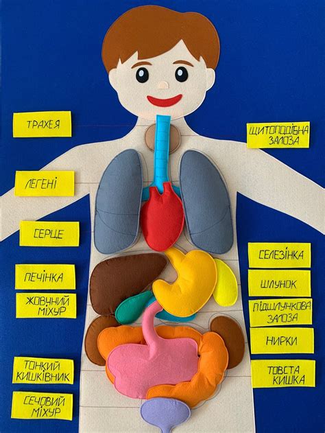Felt Human Body Board Anatomy Materials Science Playmate Doctor Play