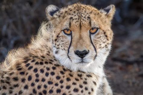Northwest African Cheetah Zsl