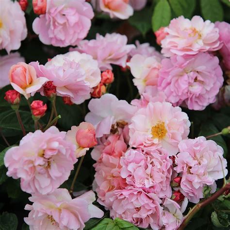 Old Fashioned Shrub Roses Just Roses Rose Specialists Rose Garden