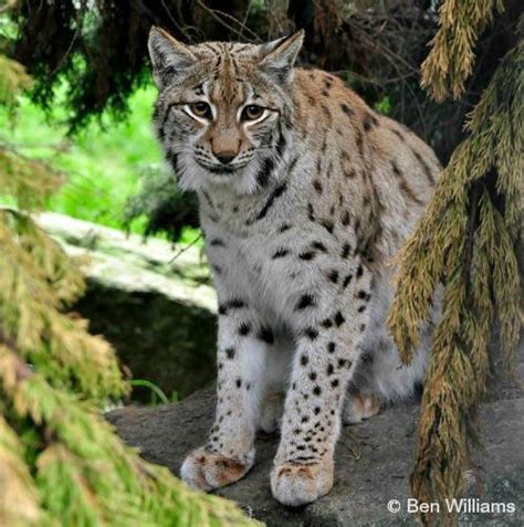 Eurasian Lynx International Society For Endangered Cats Isec Canada