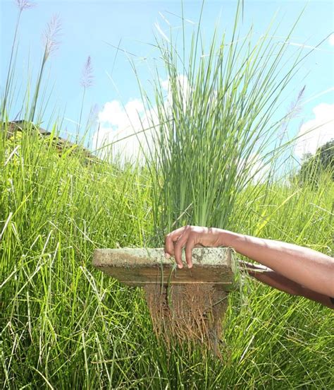 Iamovement Vetiver Grass The Eco Friendly Solution To Flooding