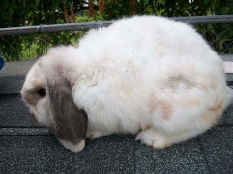 Current Rabbits Cuddle Bunny Rabbitry Specializing In New Zealands