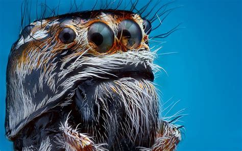 Spectacular Macro Images Reveal Minute Details Of Insects Faces
