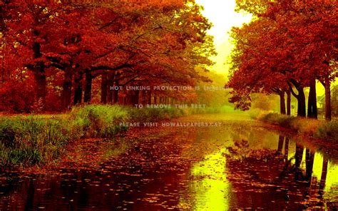 Autumn Rain Trees Wet Road Nature Forests Hd Wallpaper
