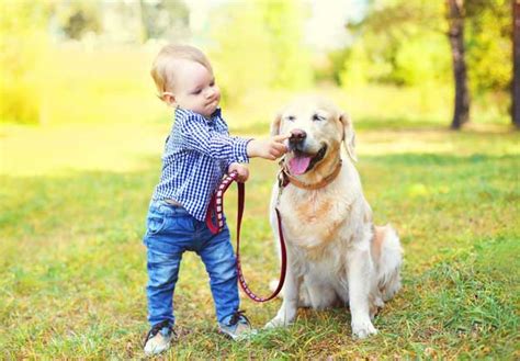 Golden Retriever Dogs And Puppies Pet Symptoms Dog Breeds