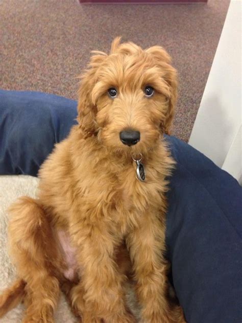 Irish Doodle Irish Setter Poodle Mix Facts Temperament Training