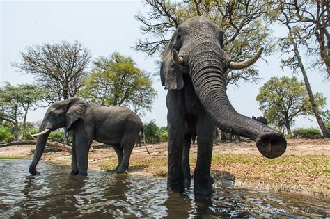 Elephants Of The Chobe Africa Geographic