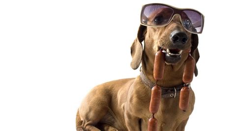 Download Wallpaper 1920x1080 Dachshund Dog Sunglasses Sausages Cool
