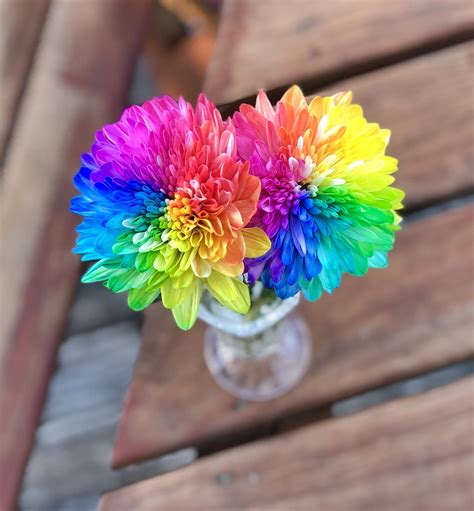 My rainbow flowers (white chrysanthemums dyed multicolored). : pics