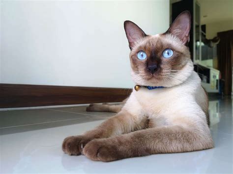 Applehead Siamese Cat Breed Info Pictures Traits And Facts Catster