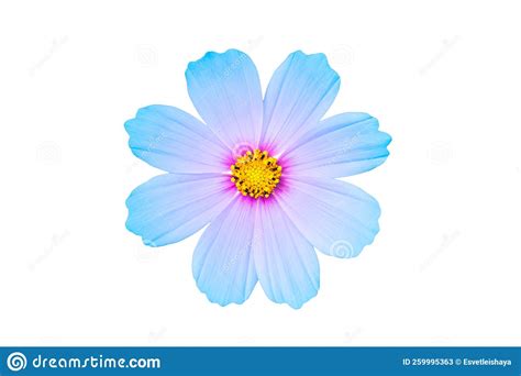 Blue Cosmos Bipinnatus Flower Isolated On White Background Ornamental
