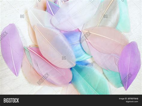 Feathers Pastel Colors Image And Photo Free Trial Bigstock